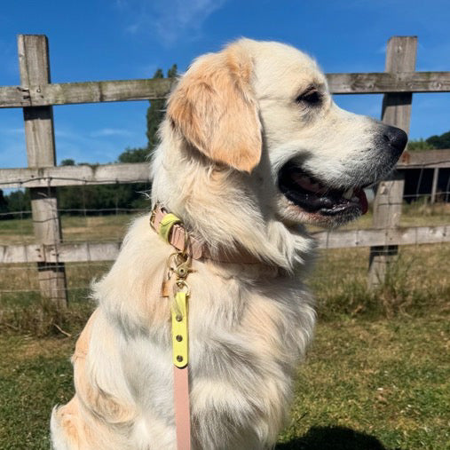 Gerald Colourblock BioThane® Collar