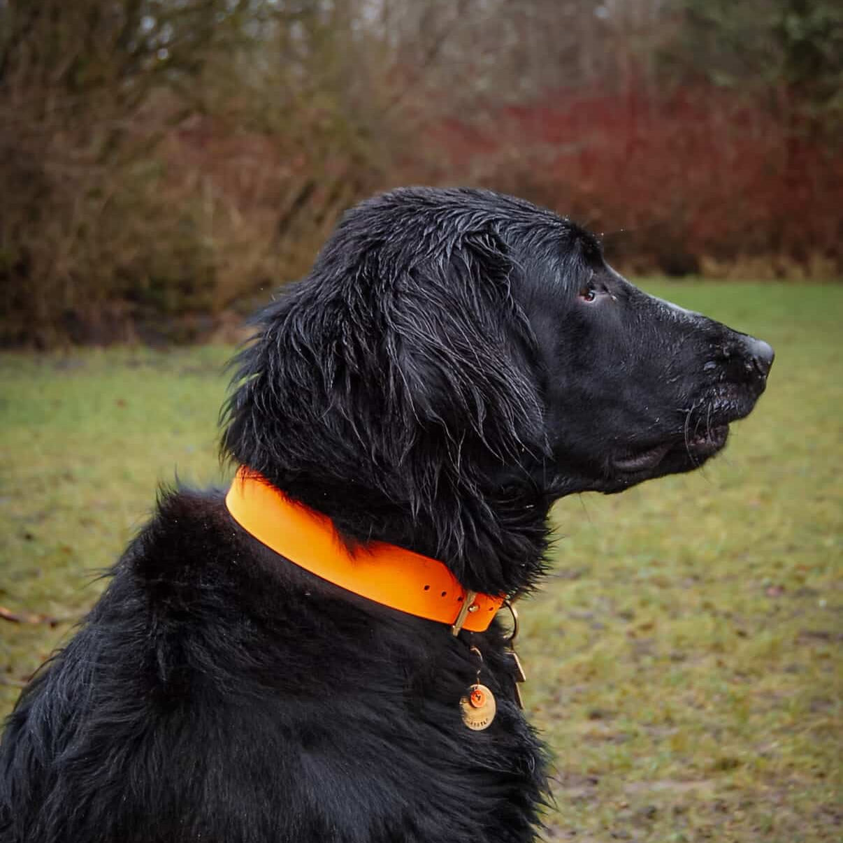 Argyle Wide 38mm BioThane® Collar