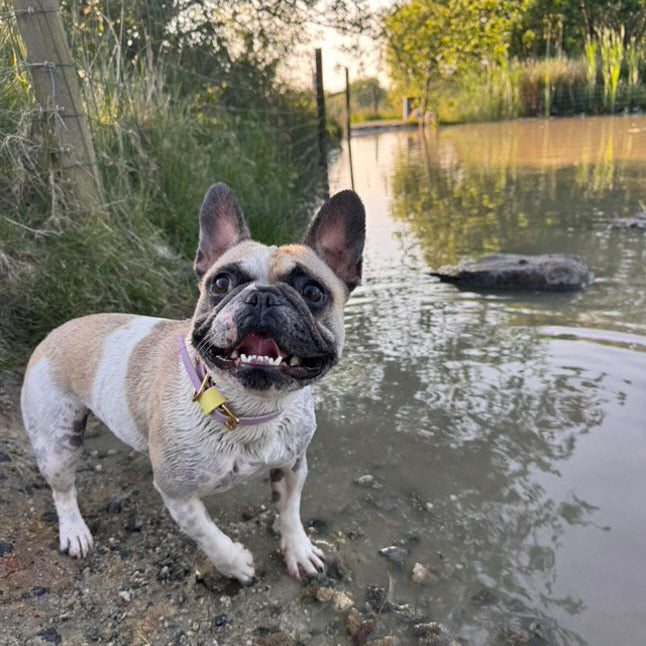 French Bean Colourblock BioThane® Collar