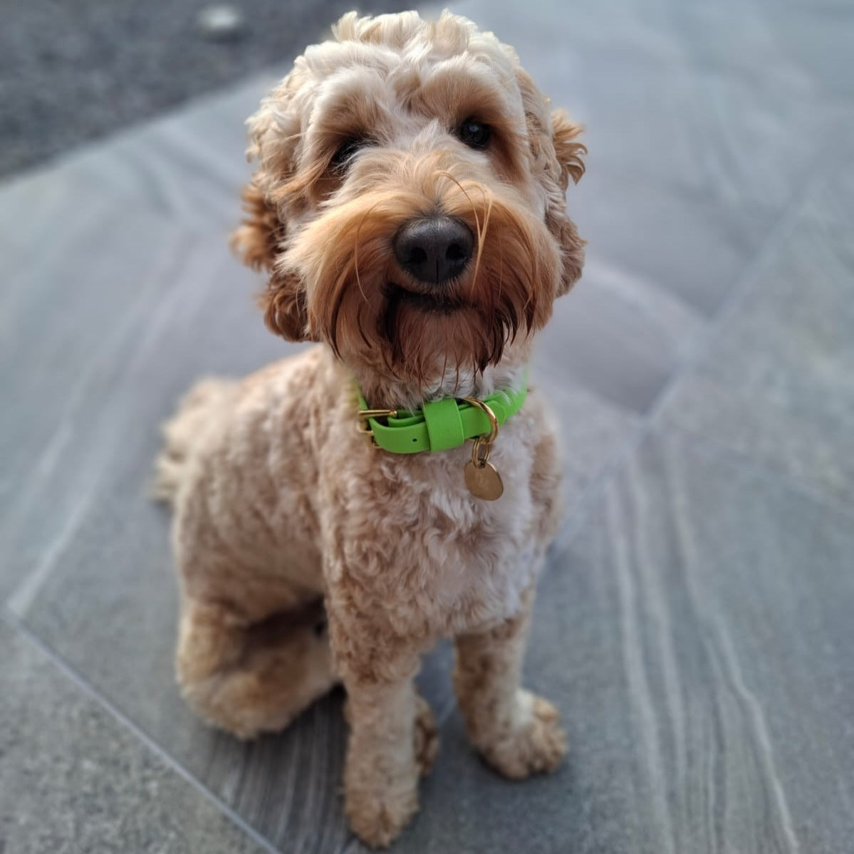 Lime BioThane® Collar