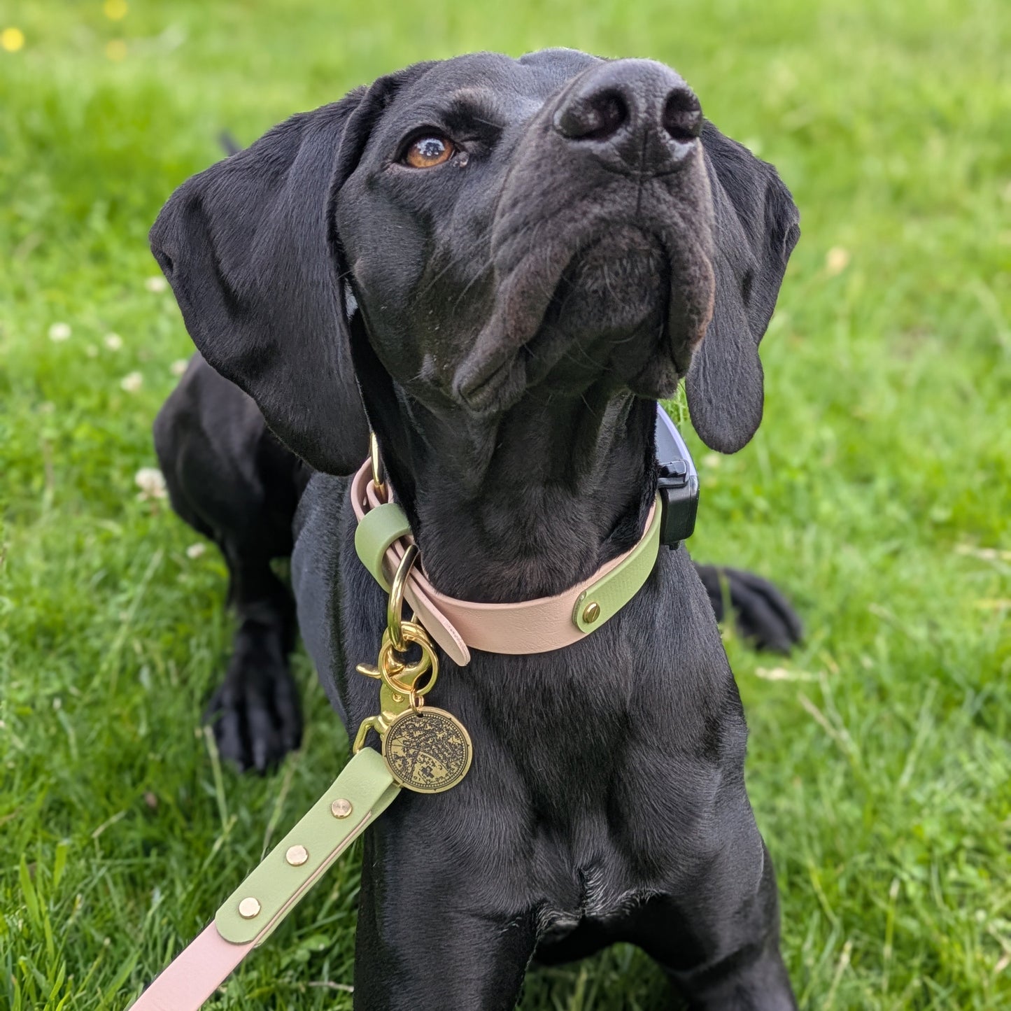 Tecuci Colourband BioThane® Collar