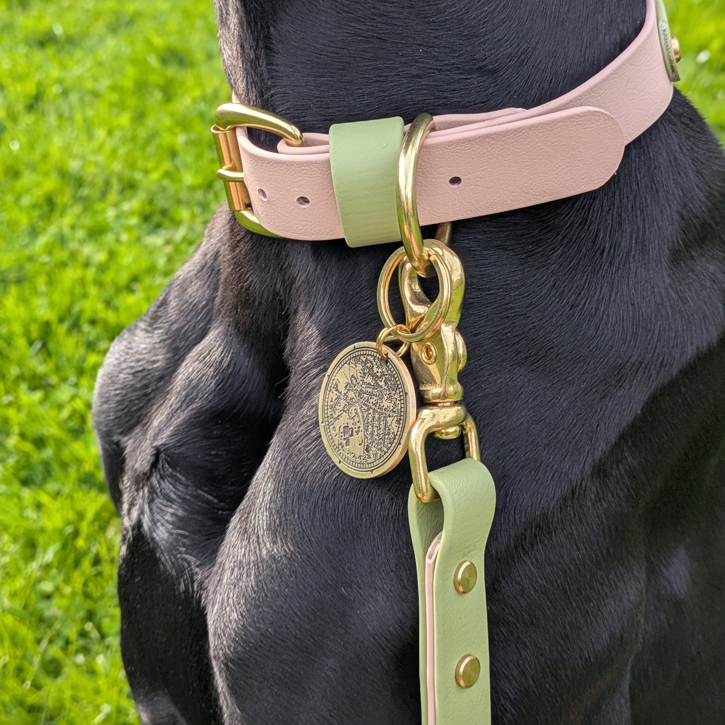 Tecuci Colourband BioThane® Collar