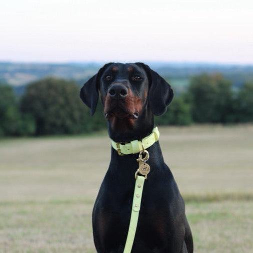 Lemonade BioThane® Collar