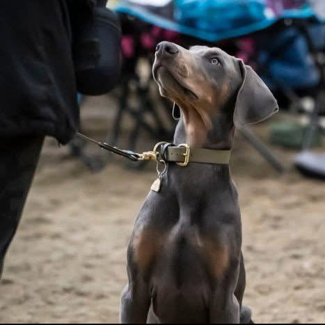 Ray Colourblock BioThane® Collar