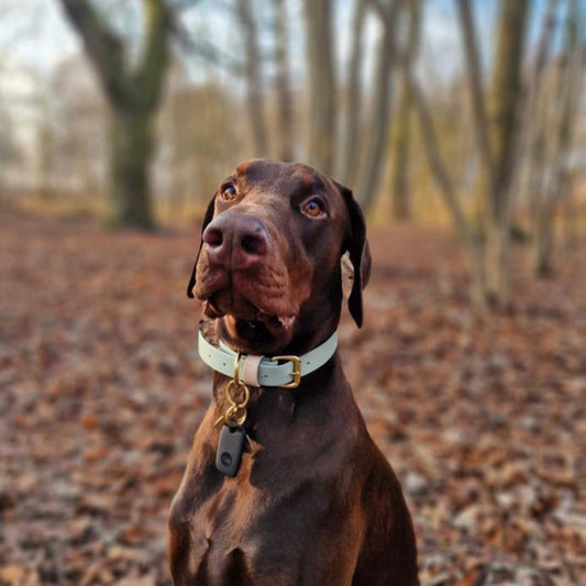 Reggie Colourblock BioThane® Collar