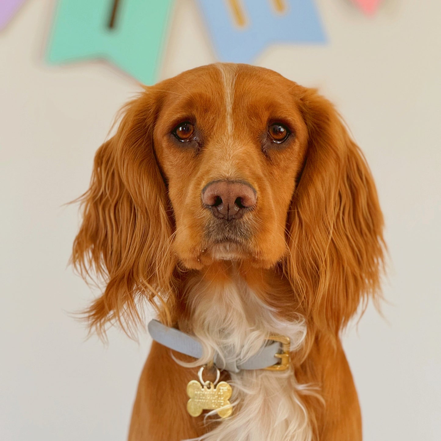 Powder Blue BioThane® Collar
