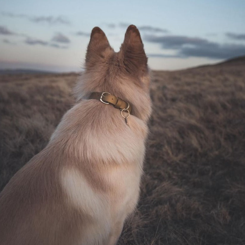 Gold BioThane® Collar