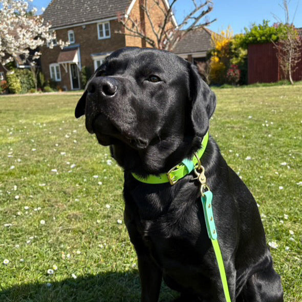 Cooper Colourblock BioThane® Collar
