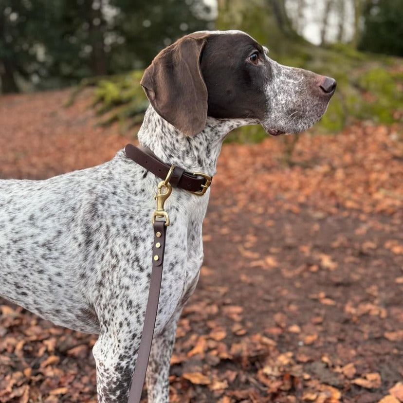 Dark Brown BioThane® Collar