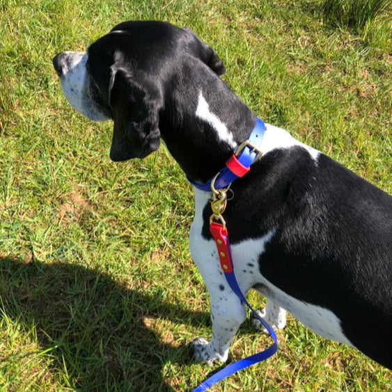 Chica Colourblock BioThane® Collar