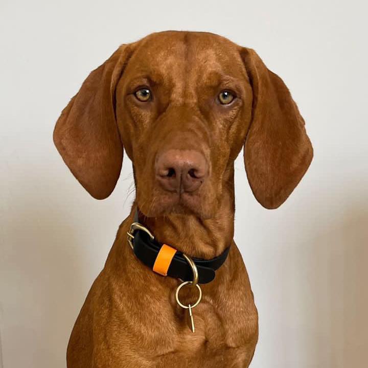 Moose Colourblock BioThane® Collar