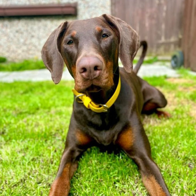 Sunflower BioThane® Collar