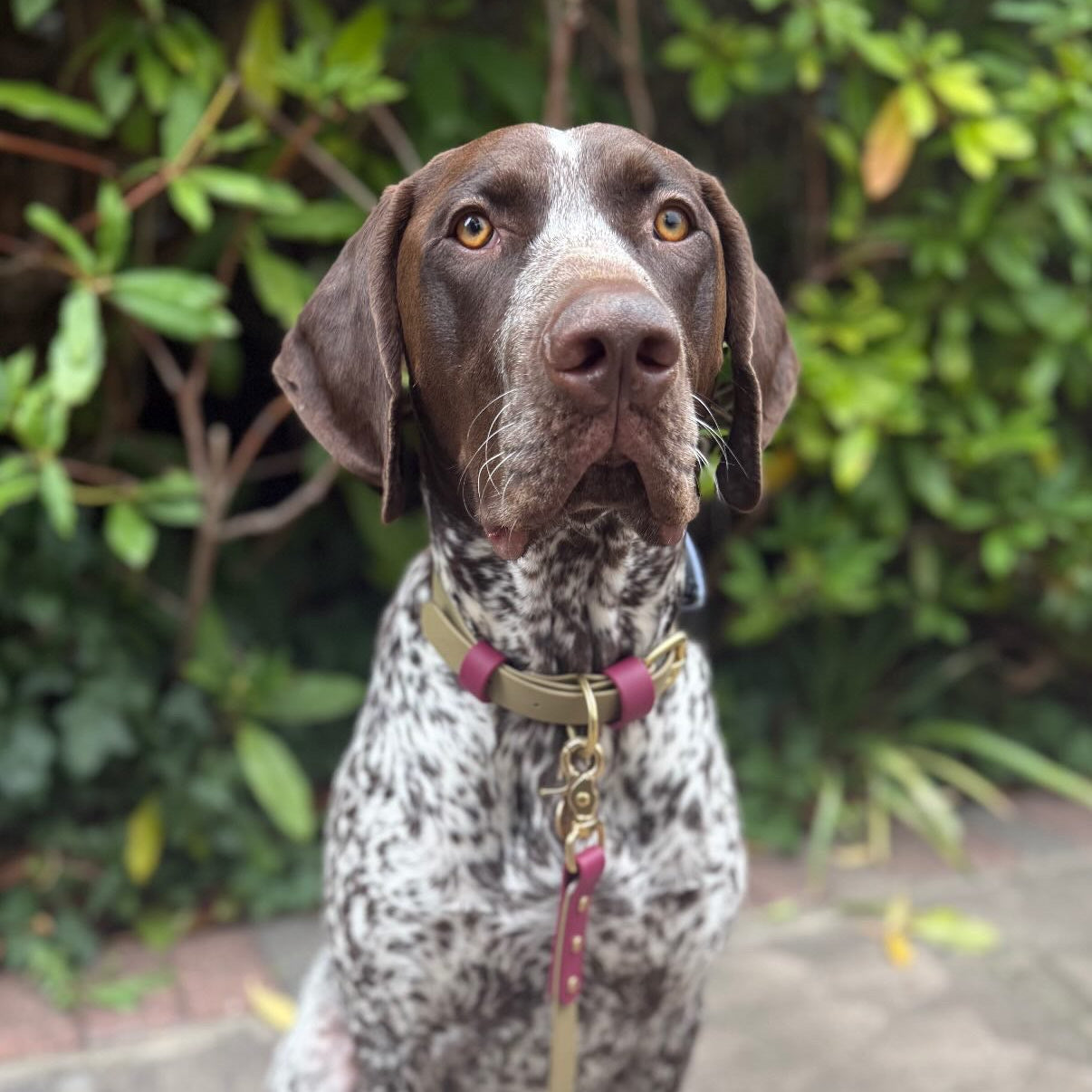 Mavis Colourblock BioThane® Collar