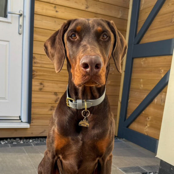 Silver BioThane® Collar
