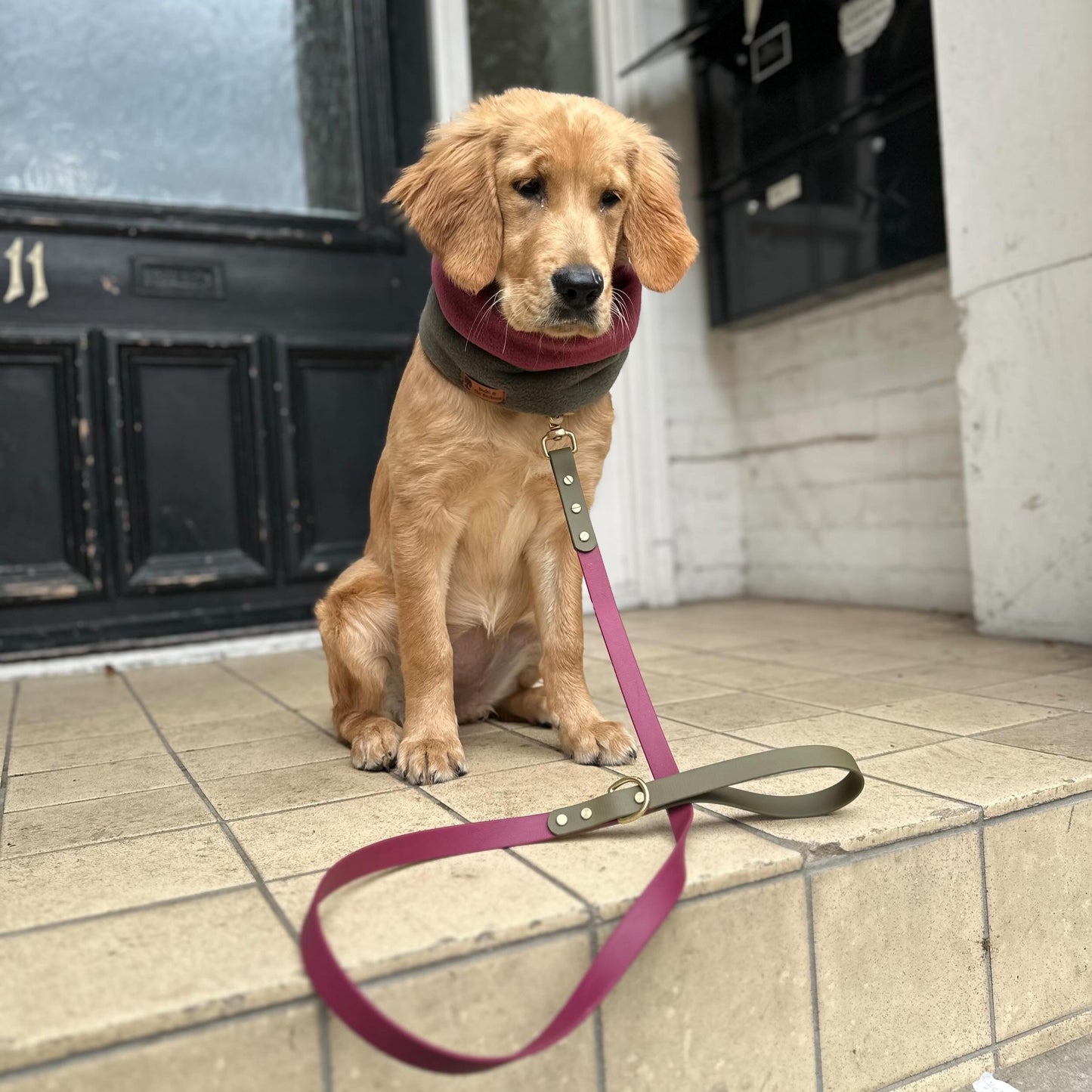 Dottie Colourblock BioThane® Collar