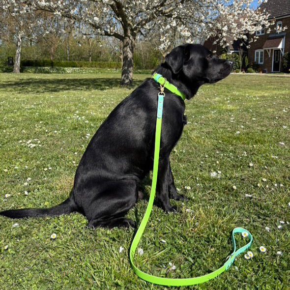 Cooper Colourblock BioThane® Collar