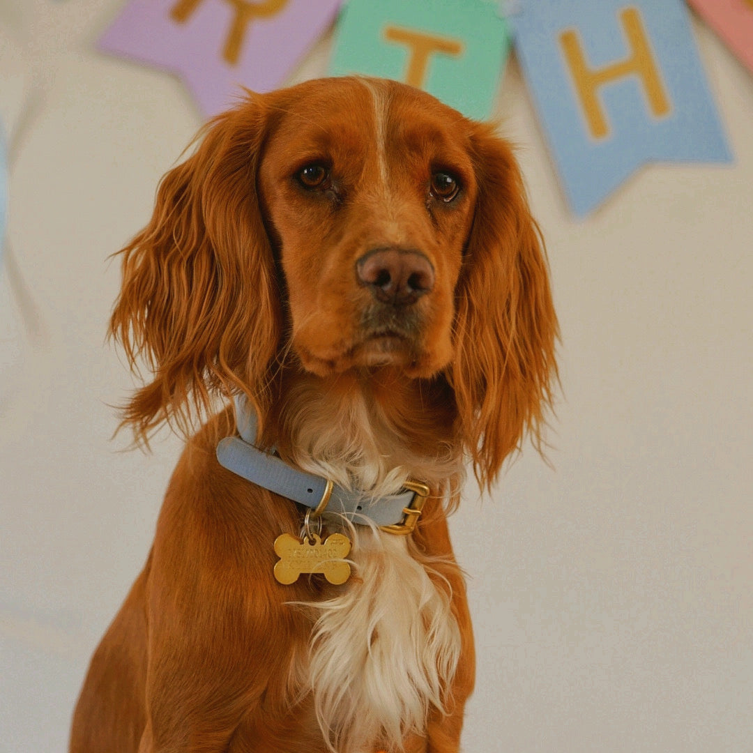 Powder Blue BioThane® Collar