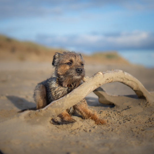 Bryn Colourblock BioThane® Collar