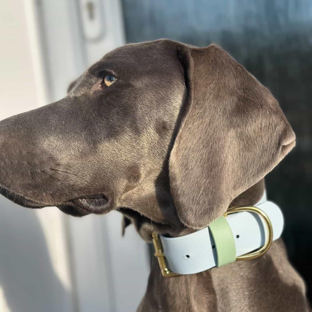 Lennie Wide 38mm BioThane® Collar