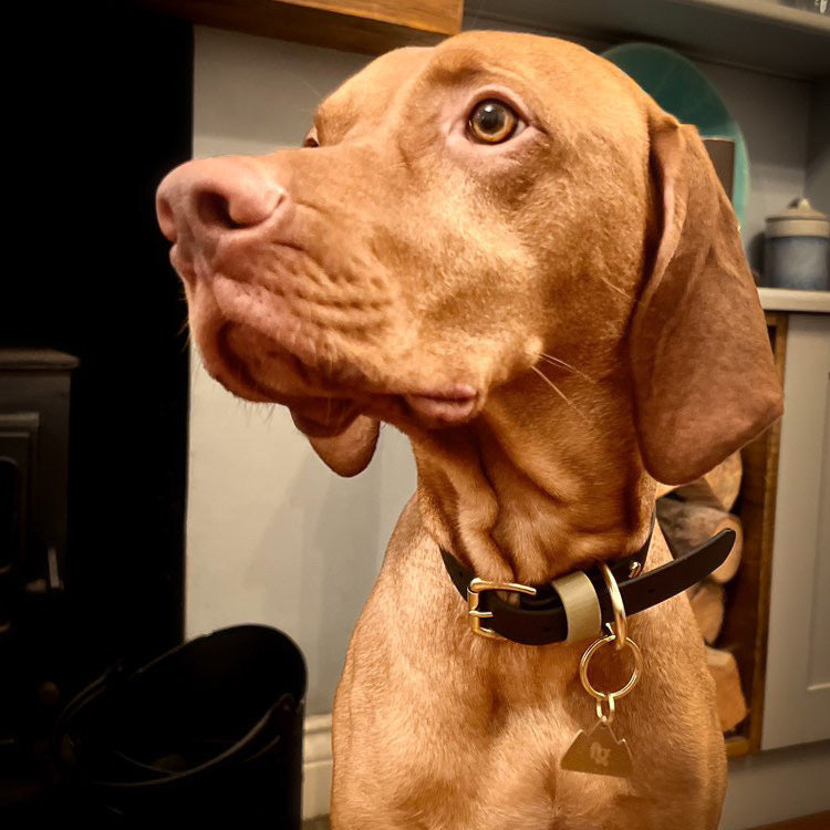 Albie Colourblock BioThane® Collar