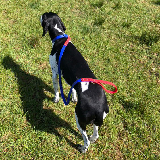 Chica Colourblock BioThane® Collar