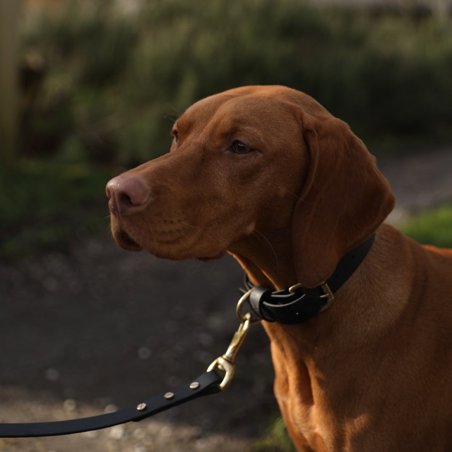 Black BioThane® Collar