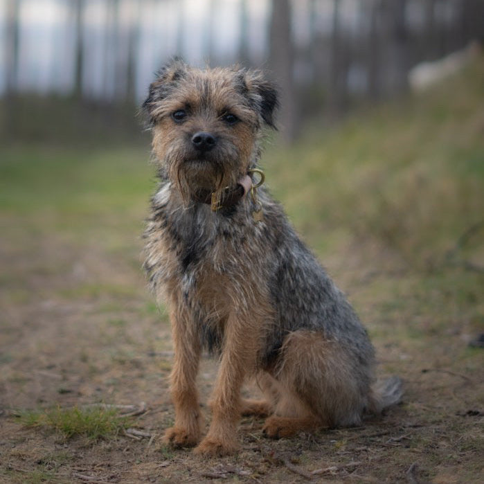 Bryn Colourblock BioThane® Collar