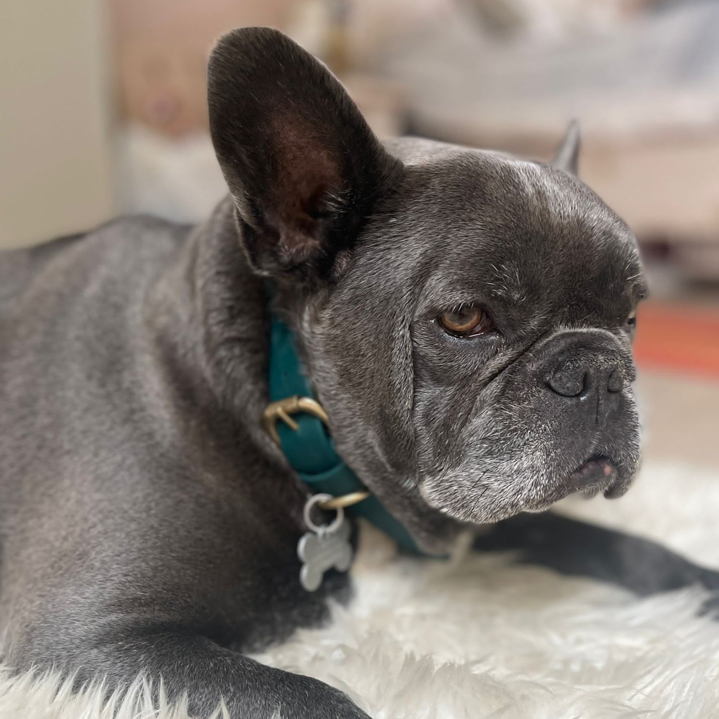 Emerald BioThane® Collar