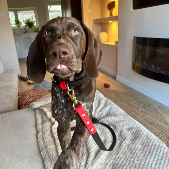 Enzo Colourblock BioThane® Collar