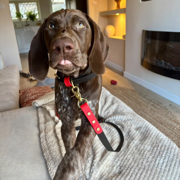 Enzo Colourblock BioThane® Lead