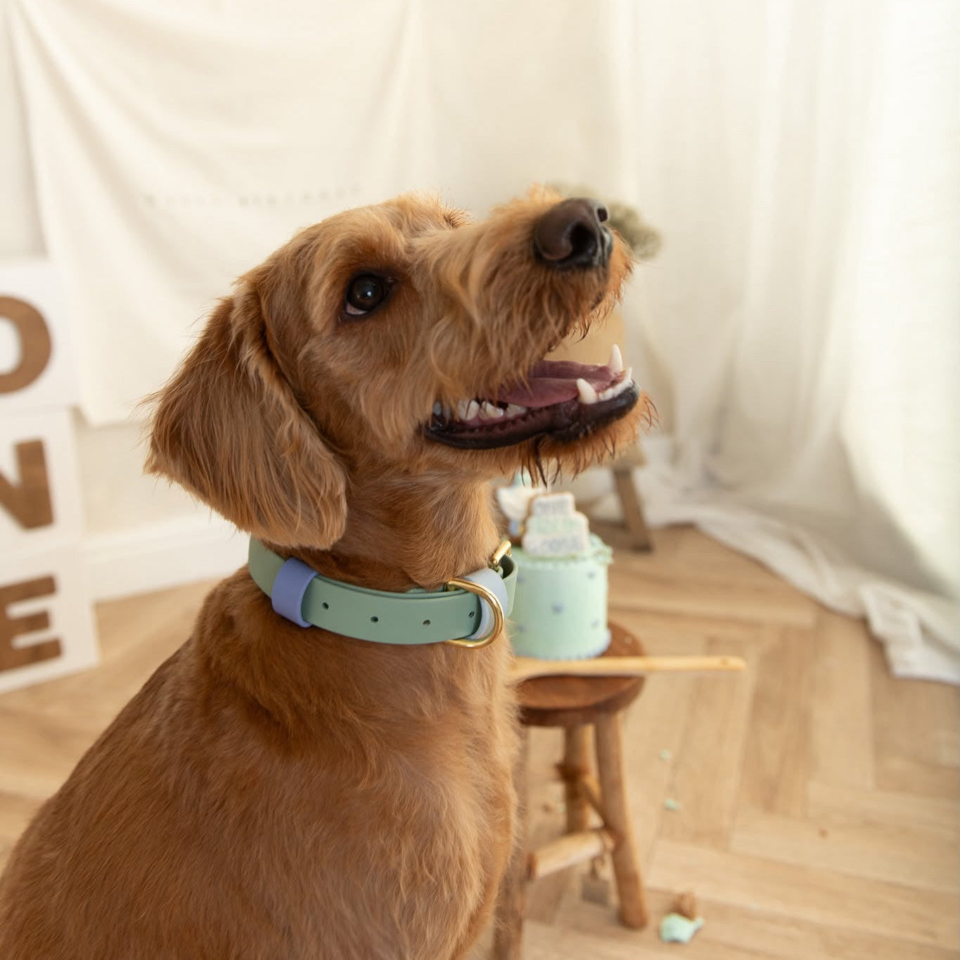Ralphy Colourband BioThane® Collar