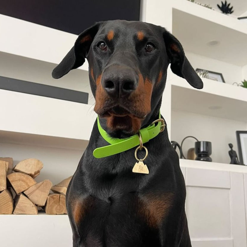 Lime BioThane® Collar