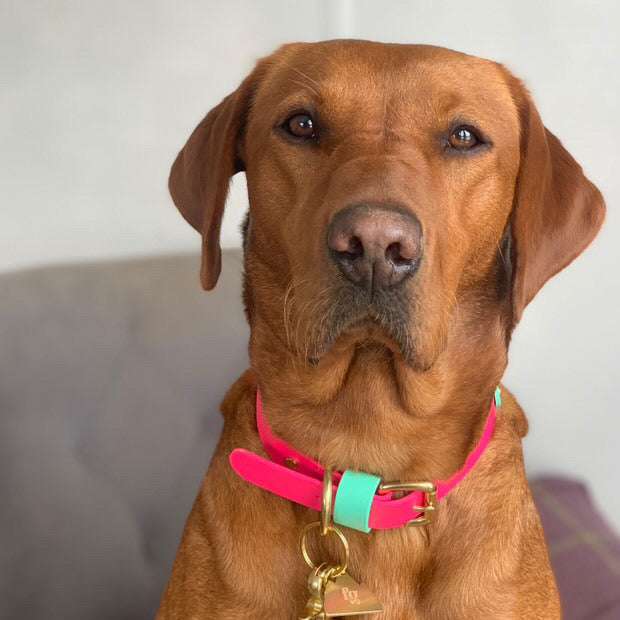 Lolly Colourband BioThane® Collar