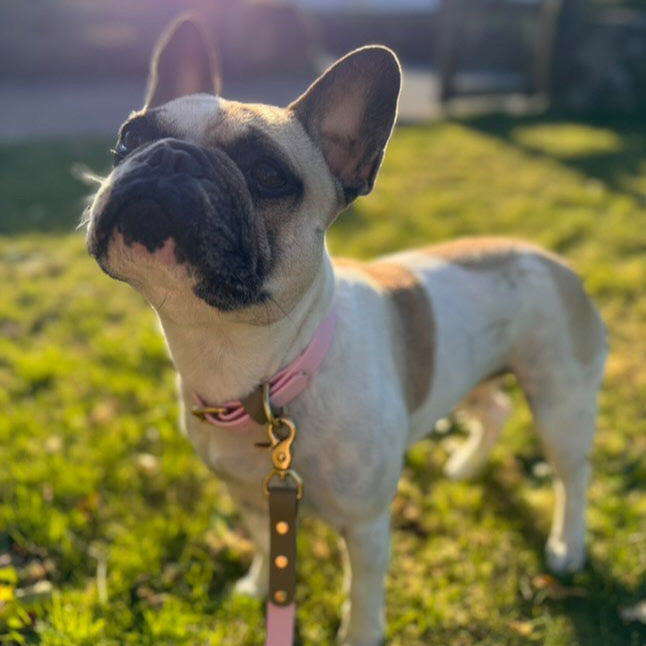 Beans Colourblock BioThane® Collar