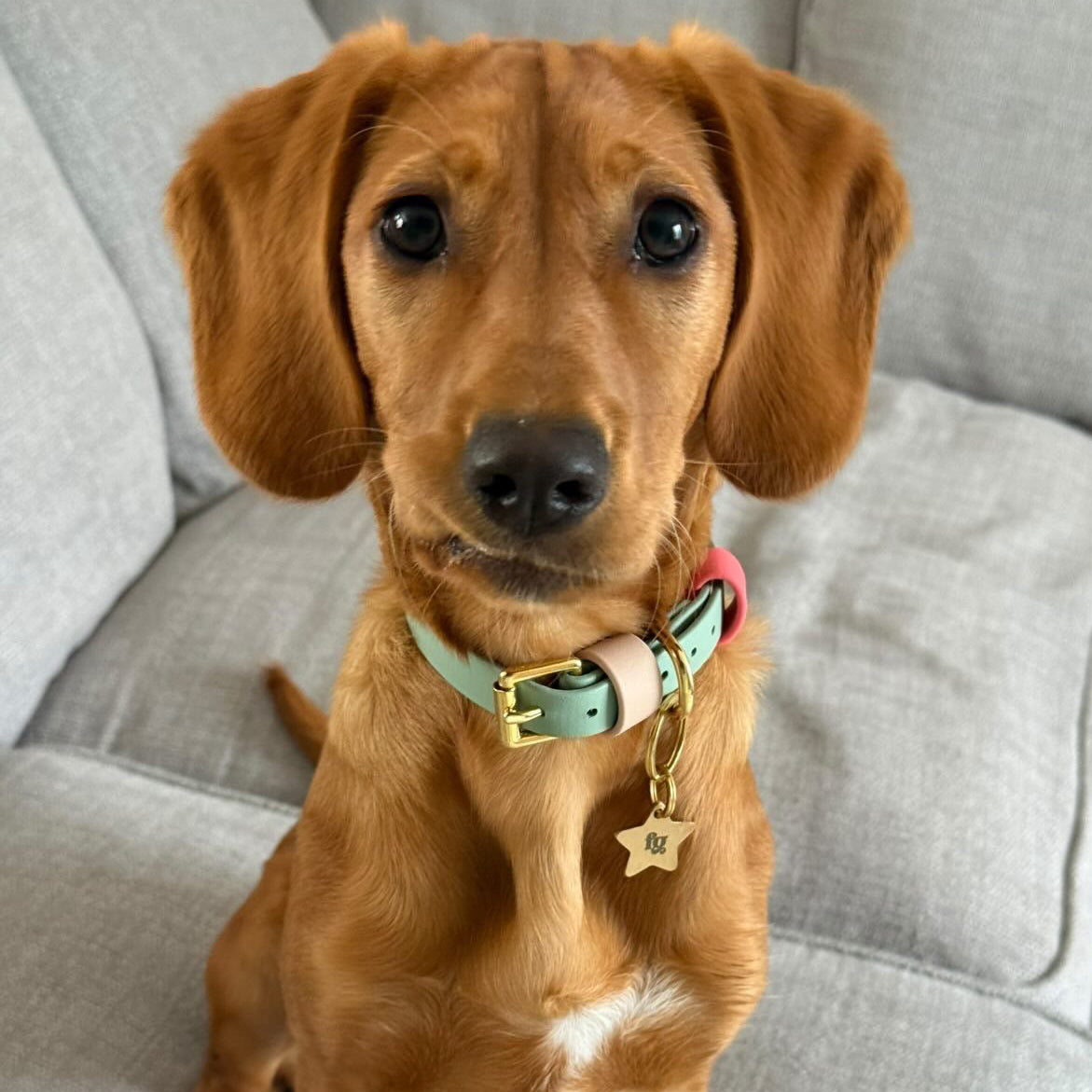 Marnie Colourblock BioThane® Collar