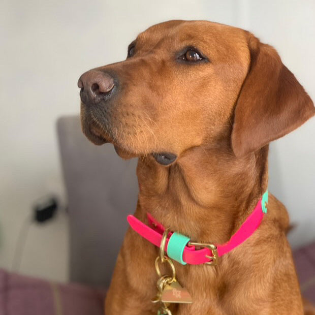 Lolly Colourband BioThane® Collar