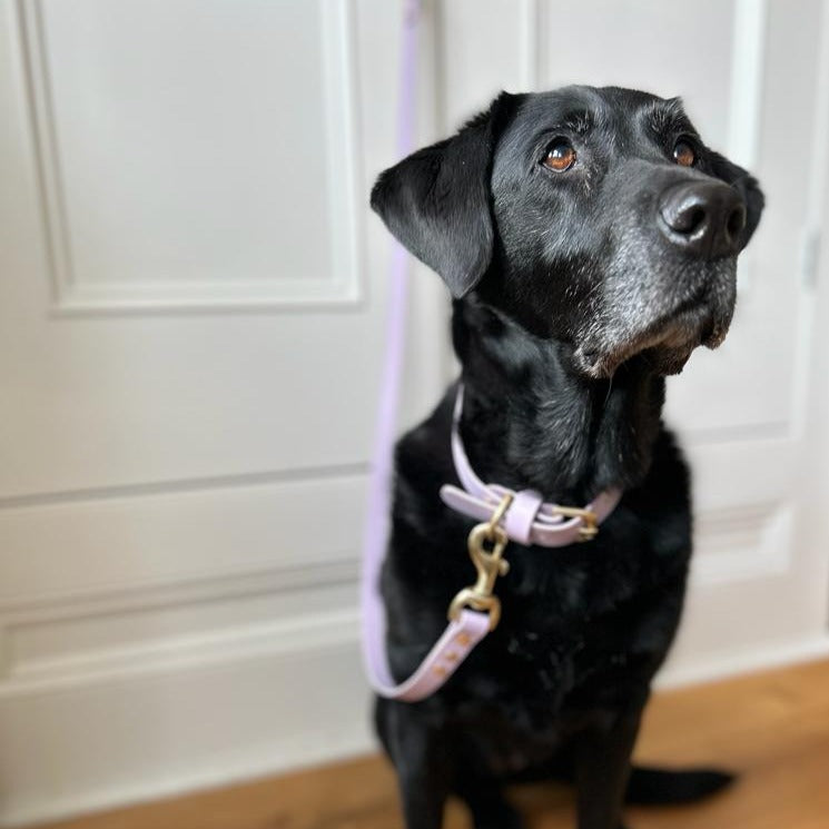 Lavender BioThane® Collar
