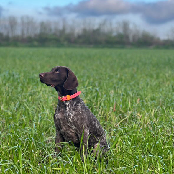 Roo Colourblock BioThane® Collar