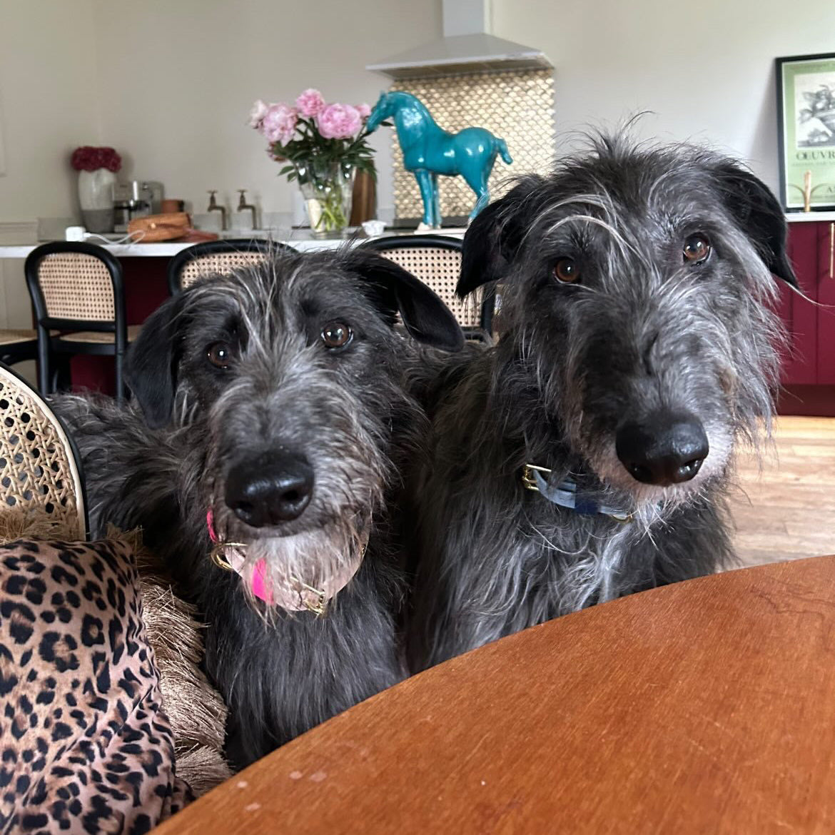 Angus BioThane® Hound Style Collar