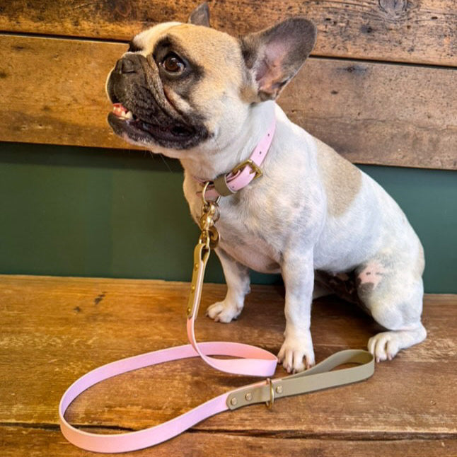 Beans Colourblock BioThane® Collar