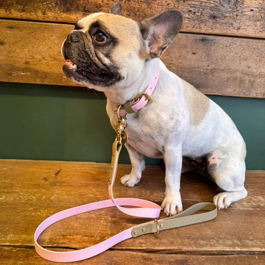 Beans Colourblock BioThane® Lead