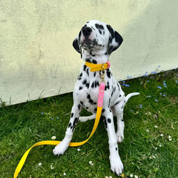 Parker Colourblock BioThane® Collar