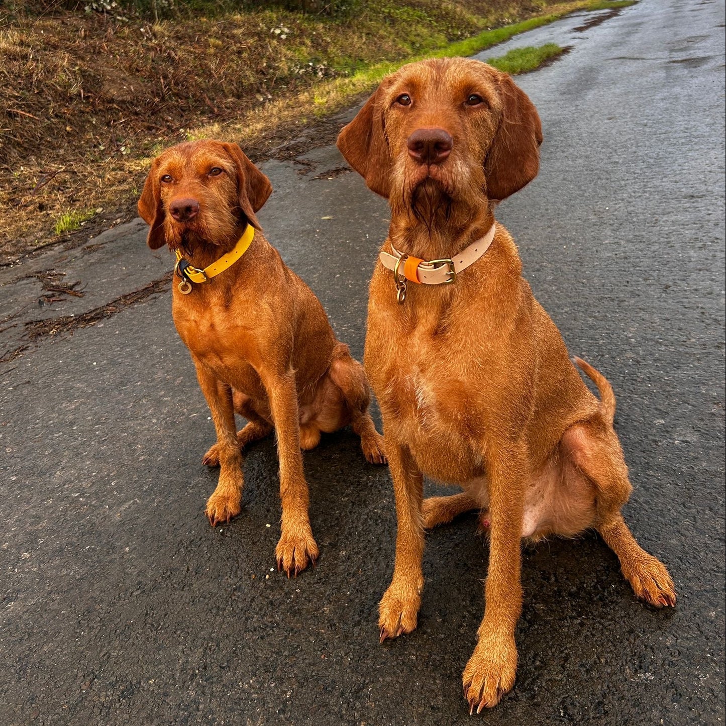 Sage Colourblock BioThane® Collar