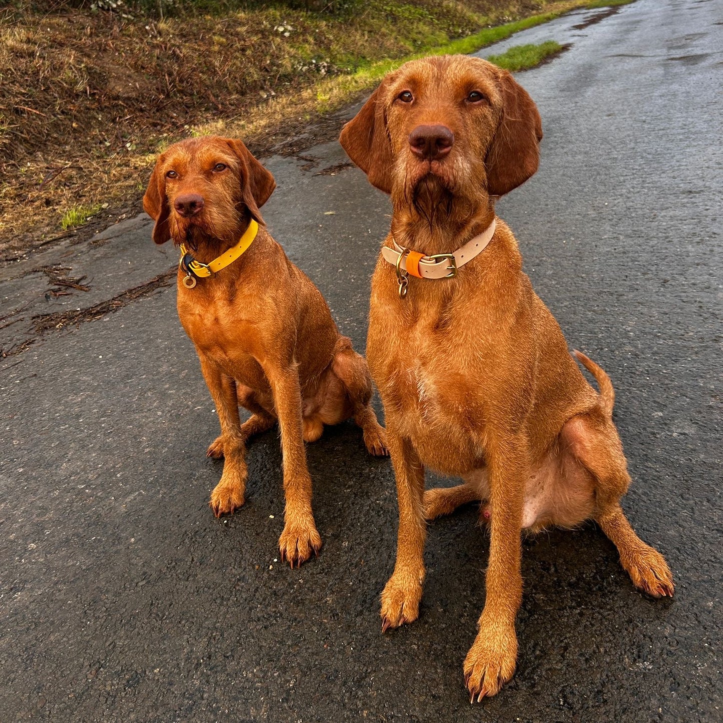 Sunny Colourblock BioThane® Collar
