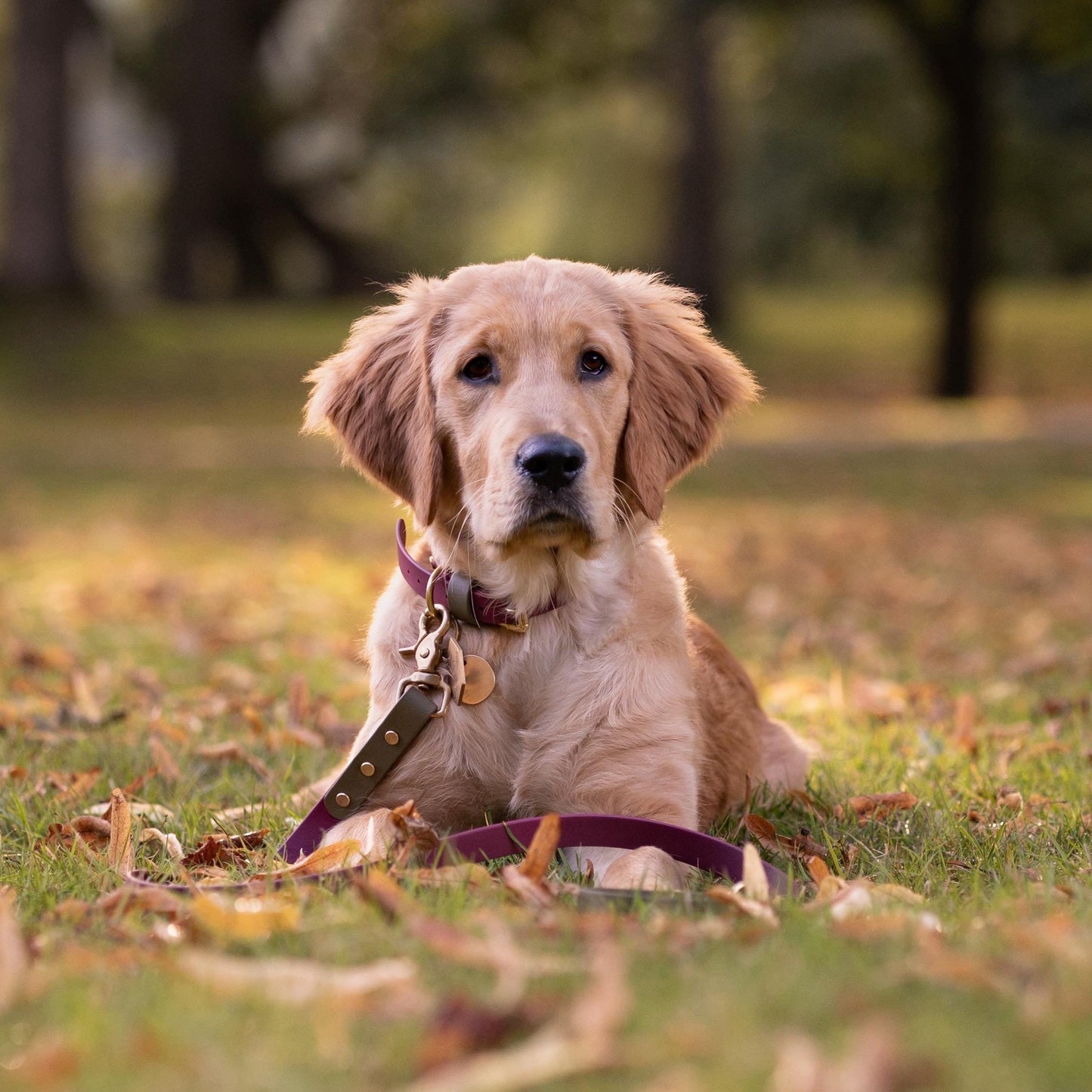 Dottie Colourblock BioThane® Collar