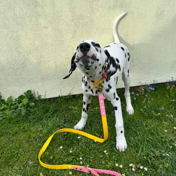 Parker Colourblock BioThane® Collar