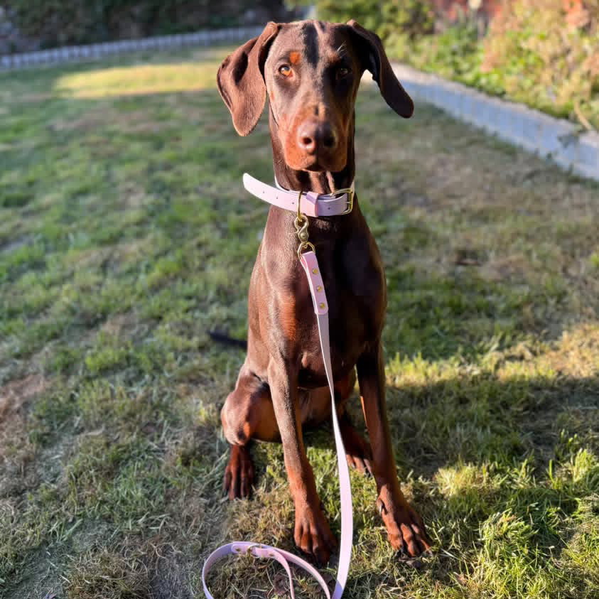 Opal Colourblock BioThane® Collar