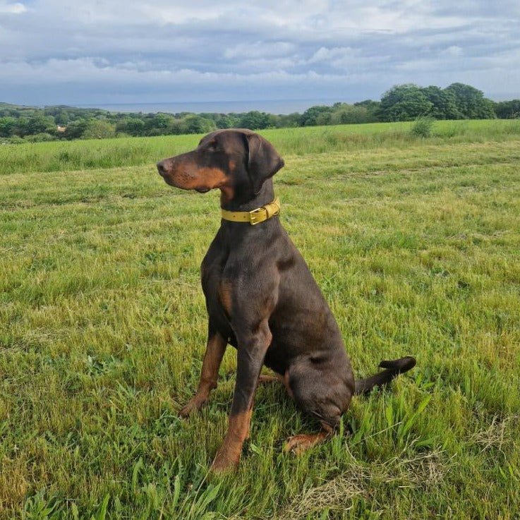 Gold BioThane® Collar