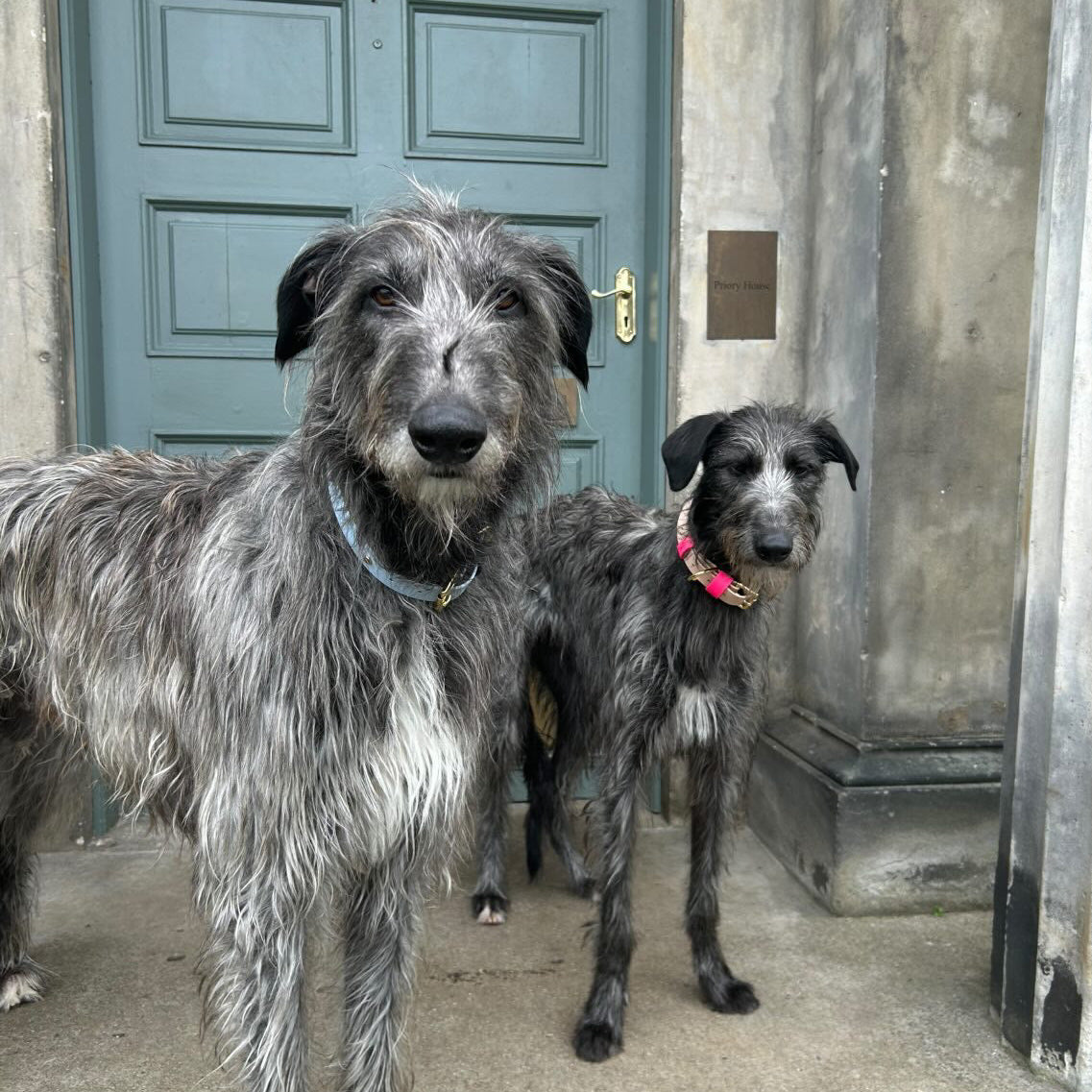 Angus BioThane® Hound Style Collar