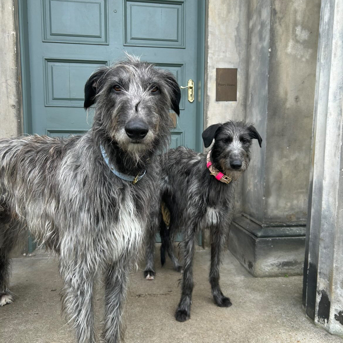 Mallow BioThane® Hound Style Collar